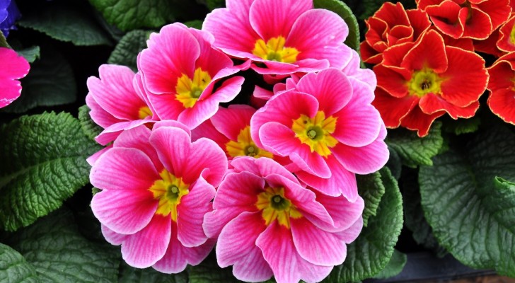 Hur man odlar Primulan. den färgstarka och motståndskraftiga blomman som förebådar våren