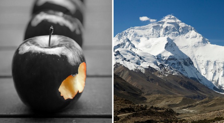 Der schwarze Apfel, der dreitausend Meter hoch wächst und der teuerste der Welt ist