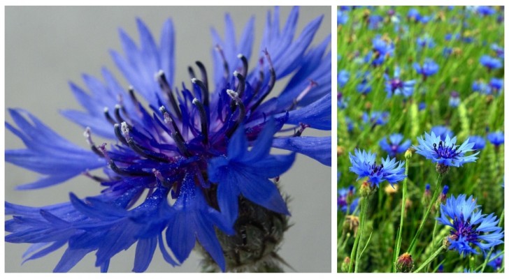 Entdecken Sie Kornblumen: Blumen mit einem raffinierten Aussehen, aber rustikal und einfach zu pflanzen