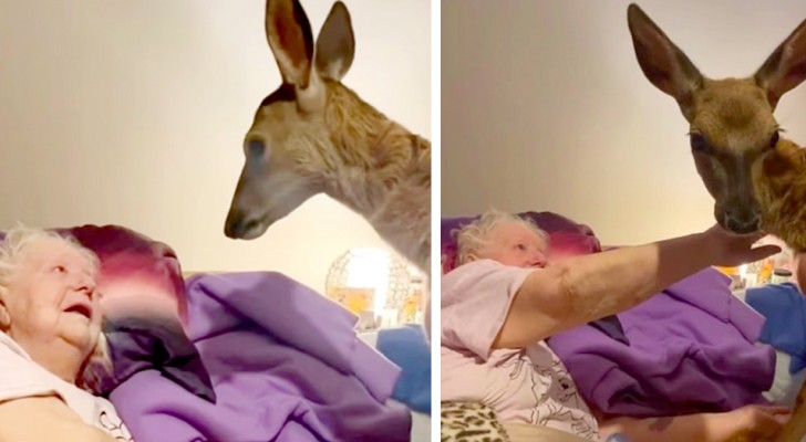 Anziana che adorava Bambi da piccola incontra un cerbiatto per la prima volta e realizza il suo sogno