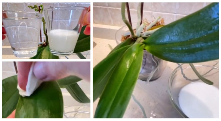Orkidéer med ständigt glänsande och friska blad? Använd mjölk!
