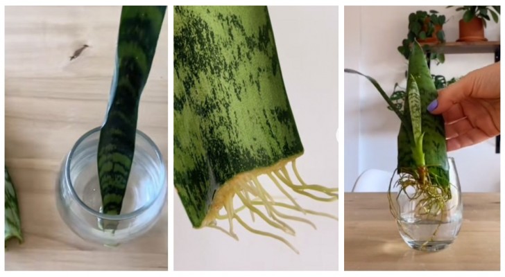 Leer hoe je een nieuwe sansevieria plant creëert van een enkel blad