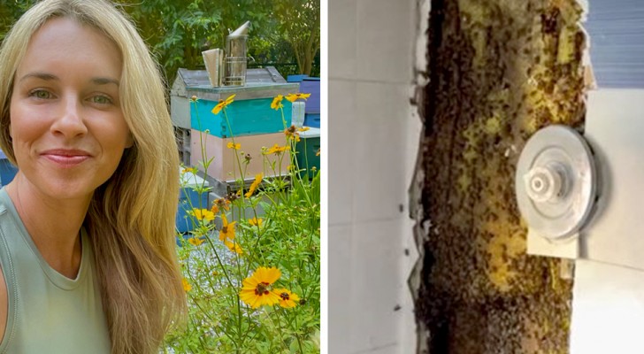Sie hört ein seltsames Summen im Bad und entdeckt 80.000 Bienen hinter der Wand der Dusche