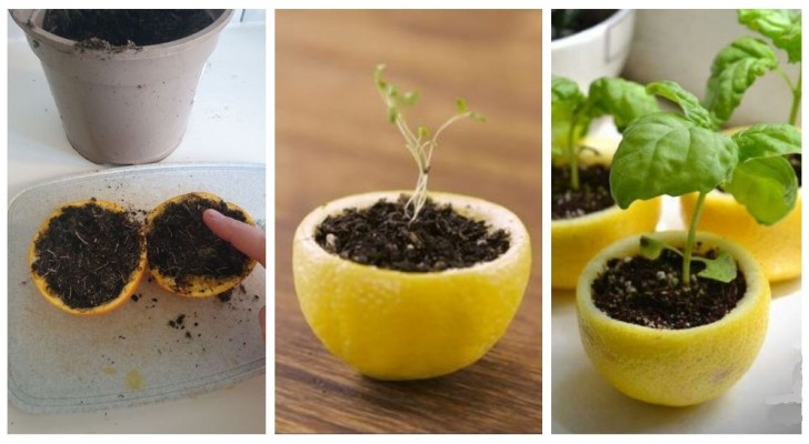 Gebruik citroenschillen als potjes om nieuwe planten uit pitjes te kweken!