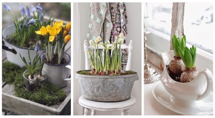 Arreda la casa con splendide composizioni di bulbi per dare il benvenuto alla primavera!