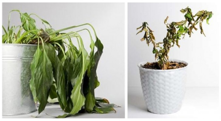 Moet je planten verplanten of overpotten? Neem een paar tips om te voorkomen dat ze verwelken
