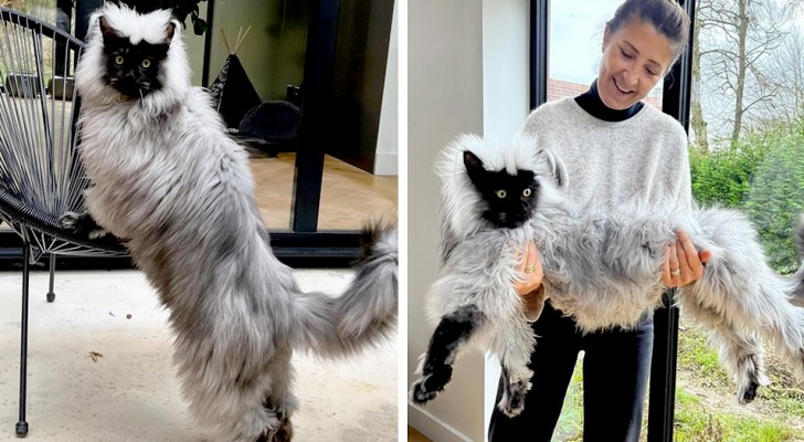 Este gato é tão grande que muitas pessoas o confundem com outro animal