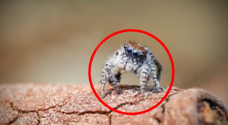 On dirait une araignée comme les autres, mais dès qu'elle bouge c'est impressionnant!