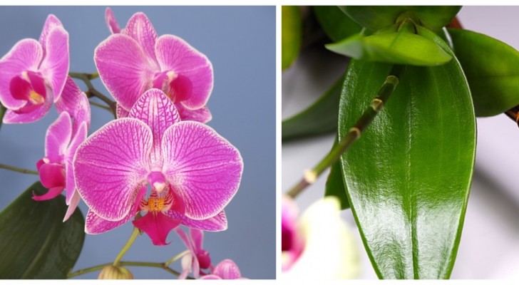 Wil je orchideeën met weelderige groene bladeren? Gebruik citroensap!