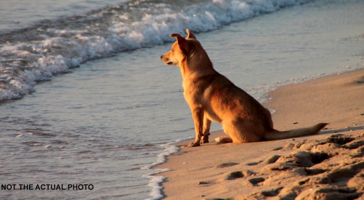 Questo cane non smette mai di fissare il mare da quando ha perso improvvisamente il padrone
