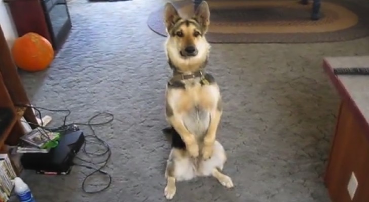 A dog is getting ready for a treat: she's the best actress you've ever seen !