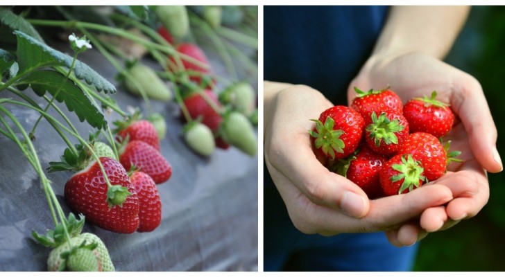 Thuis aardbeien telen? Ontdek hoe je ze uit zaad kweekt !