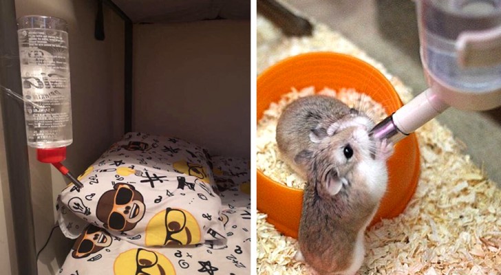 Hon hänger en dricksflaska för hamstrar bredvid sonens säng: 