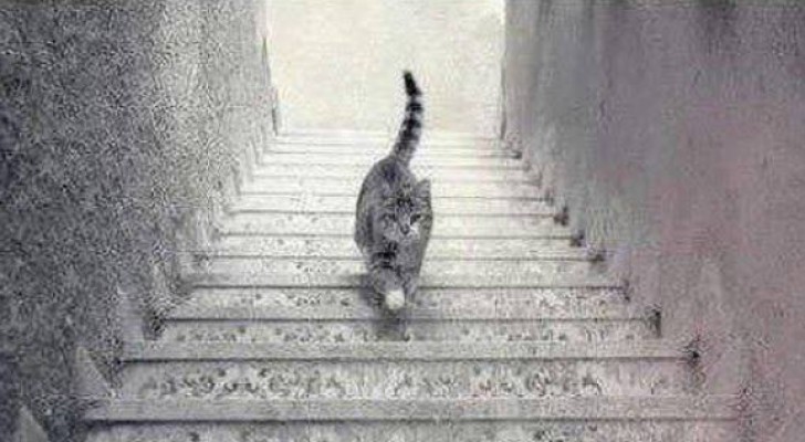 Optisk illusion: går katten upp eller gå den ner för trappan? Svaret säger mycket om dig