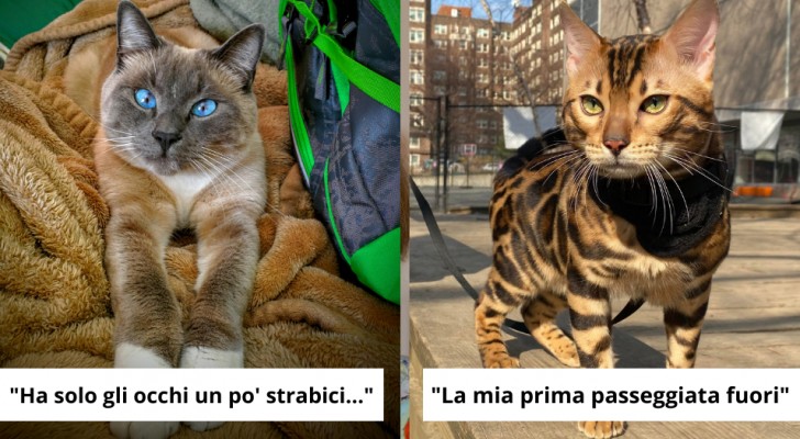 Gatti super star: 16 scatti che dimostrano come i felini siano dei perfetti top model