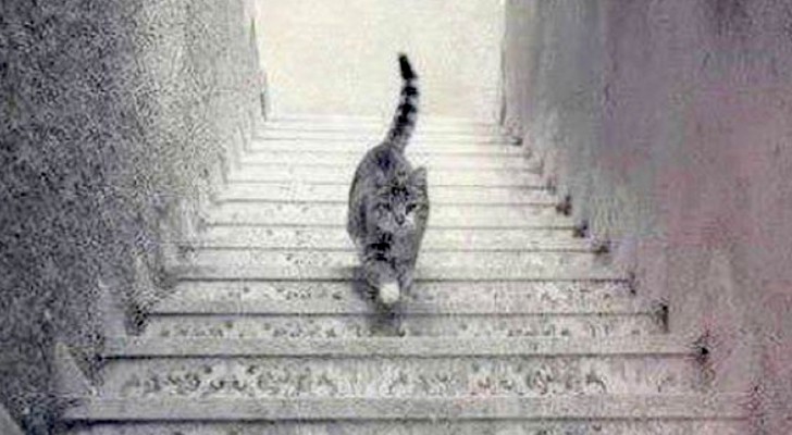 Seht ihr die Katze die Treppe hoch- oder runtergehen? Die Antwort könnte viel über euren Charakter offenbaren