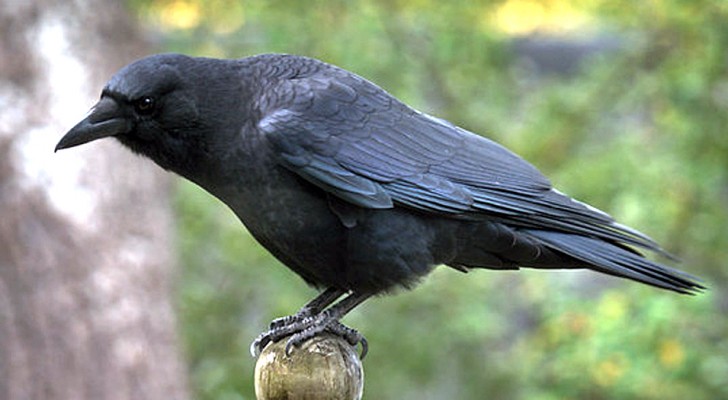 Il vicino lo bullizza per un posto auto, ma i suoi fedeli corvi si vendicano per lui
