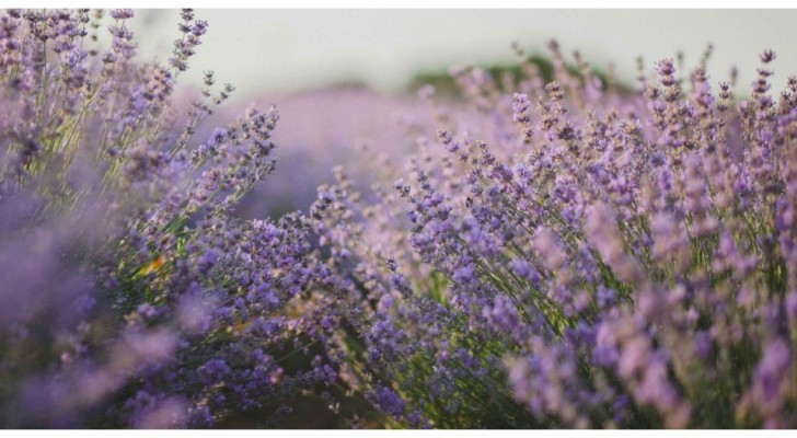 Lavendel kweken is eenvoudig: volg deze trucs om mooie en geurige planten te krijgen!