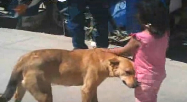 Uma menina de 3 anos se perde voltando para casa, mas seu amigo de quatro patas a ajuda a encontrar o caminho (+ VÍDEO)