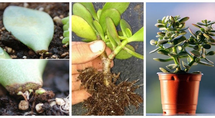 De jadeboom: ontdek hoe je de 'geldplant' kunt reproduceren uit één enkel blad!