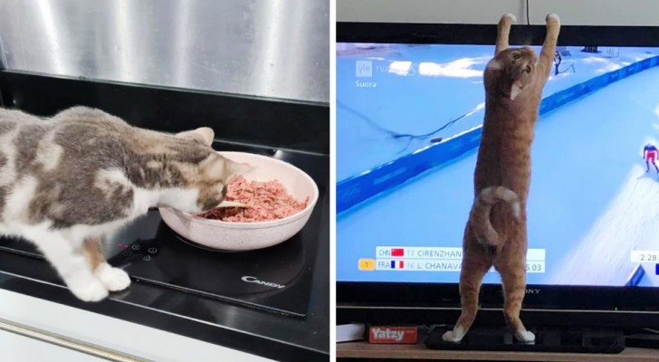 Gleichgültige Katzen: 15 Fotos zeigen uns, dass unsere Freunde sich nicht um Regeln scheren