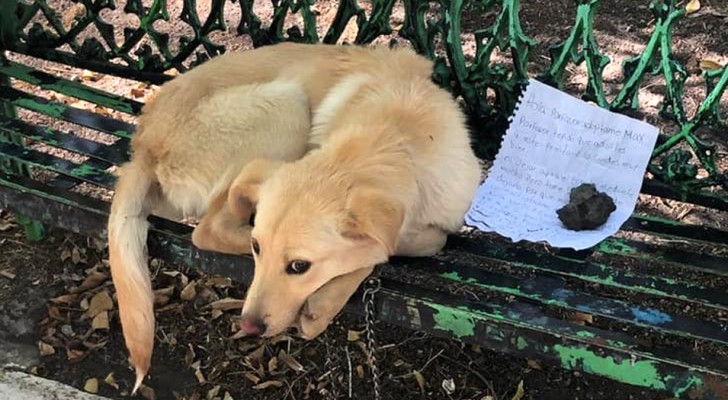 Een kind is gedwongen zijn hond in de steek laten omdat zijn ouders hem mishandelen: "Adopteer hem alsjeblieft"