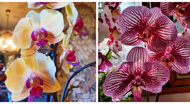 Ricorda i consigli più utili per innaffiare le orchidee nel modo giusto