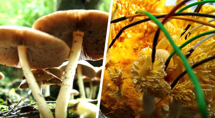 I funghi potrebbero parlare tra di loro utilizzando circa 50 parole: lo afferma uno studio