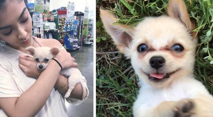 Abandoned puppy found in an airport bathroom with a touching letter: "Take care of him"