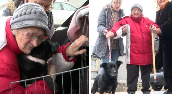 Hond maakt een reis van meer dan 2.000 km om haar 86-jarige baasje te "omhelzen"