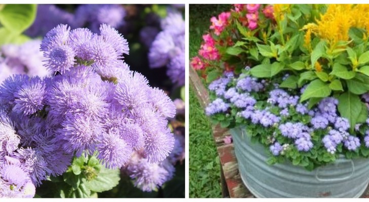 Een wolk van schuimende blauwe en lila bloemen: ontdek de ageratum, perfect voor bloemperken en plantenbakken!