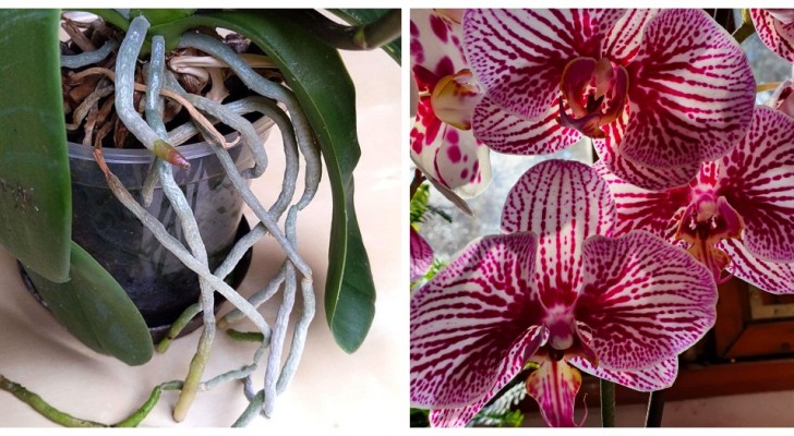 Le radici delle tue orchidee crescono tutte fuori dal vaso? Scopri cosa fare