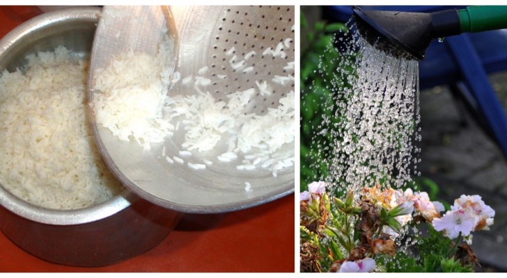 Gooi het water van de rijst niet weg: wist je dat het een uitstekende gratis plantenmeststof is?