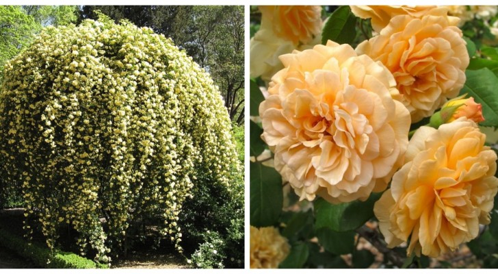 De koning der bloemen de tuin: ontdek vijf krachtige en gemakkelijk te kweken rozen!