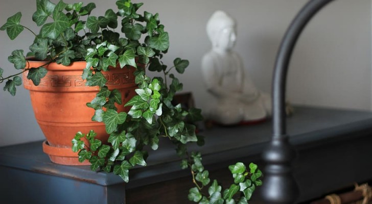 Bella e forte: l'edera è una splendida pianta da interni che spesso viene sottovalutata