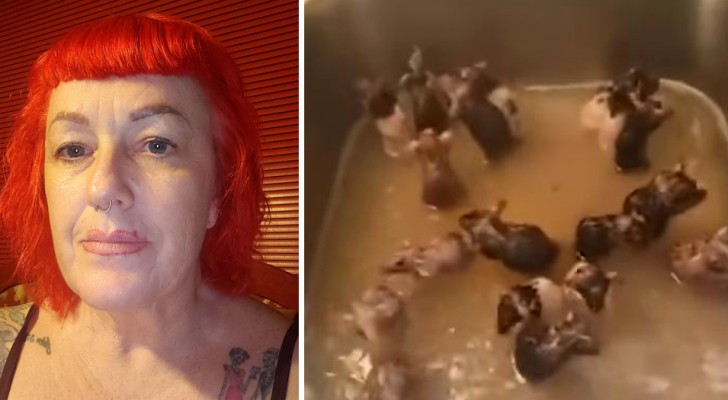 Questa donna vive con 50 topi in casa: sono i suoi 
