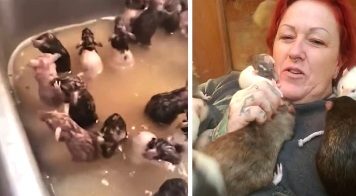 Woman lives with 50 rats in the house: "they are very sociable and bathe in the kitchen sink" (+ VIDEO)