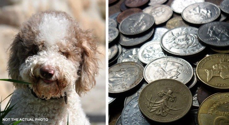 Cucciolo fiuta e dissotterra un tesoro da 6.000 sterline: 