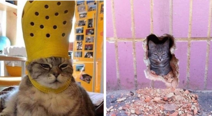 Katten uit hun context: 15 afbeeldingen van katten die de onbetwiste hoofdrolspelers zijn van scènes die je zullen doen glimlachen