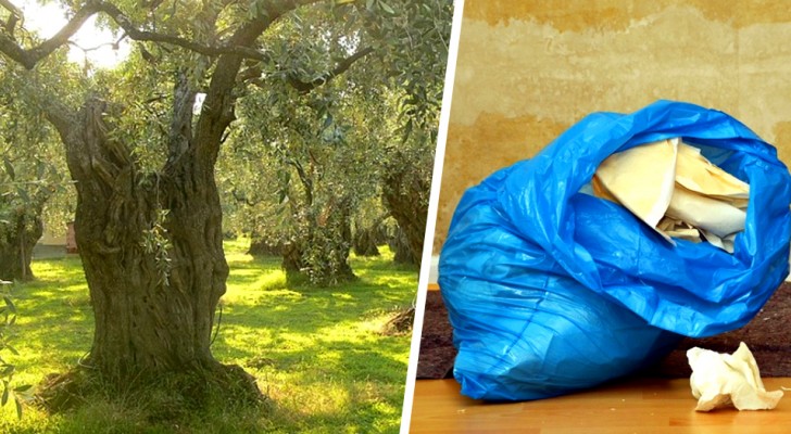 Han kastar sina sopor på ett fält med flera hundra år gamla olivträd, men glömmer sin lönecheck i soppåsarna: de spårar honom och ger honom böter