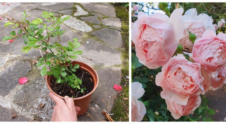 Come piantare le rose: le dritte utili per avere piante belle e rigogliose