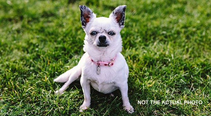Zwei Chihuahuas terrorisieren eine ganze Stadt: 