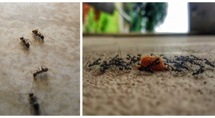 Har du myror som cirkulerar i huset? Gör några DIY-repellenter