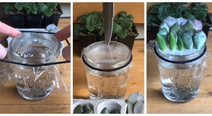 Propagare le succulente in acqua è facilissimo: scopri come riuscirci con un video di TikTok