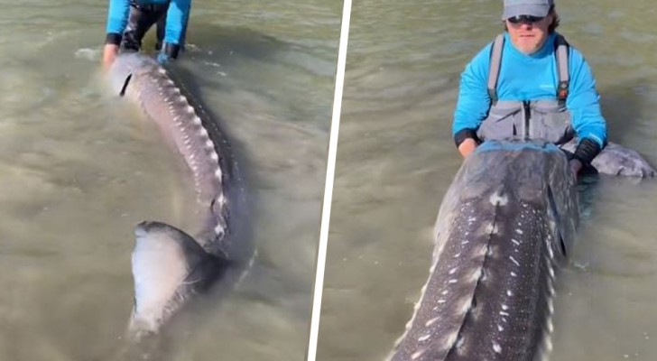 Fiskare får en enorm "fisk-dinosaurie" men släpper ut den i floden: den var nästan 3 meter lång