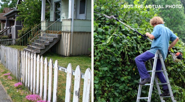 Neighbor cuts down the plants he believes are on his property, but discovers he was wrong: his is fined