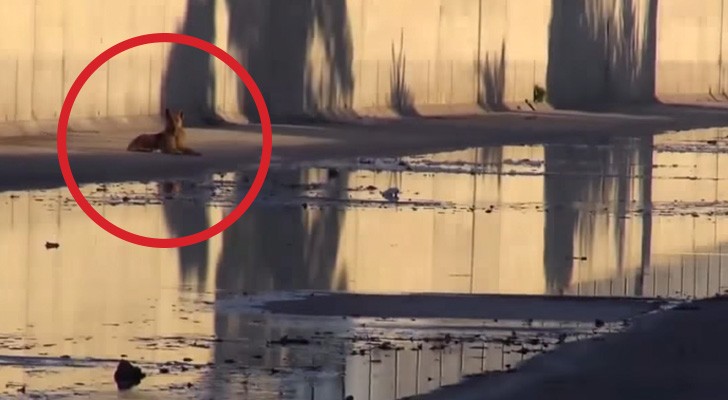 Sein Besitzer lässt ihn im Flussbett zurück: Hier seht ihr seine Rettung