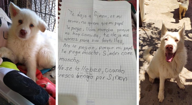 Menino teve que se separar de seu cachorro porque seu pai o maltratava: depois de 2 anos ele continua enviando cartas para o bichinho
