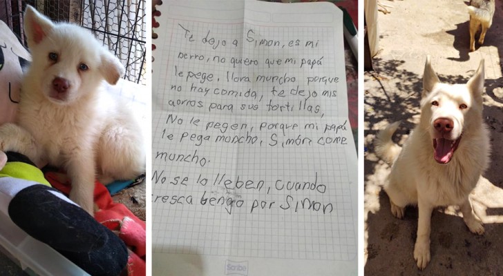 Young boy had to give up his puppy dog because his father mistreated him: 2 years later, he continues to send the dog letters