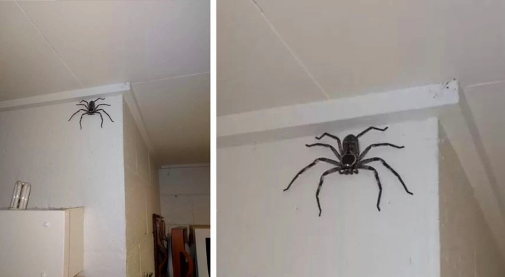 Family finds a giant spider in their home and leave it in peace: after 1 year, it is now one of the family